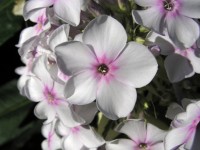 /album/phlox/phlox-creme-de-la-mente-jpg/